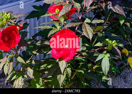 Riesenhibiskus, genannt „Dinner Teller Hibiscus“, ein Name, der für seine riesigen 7-9 Zoll breiten, kreisförmigen Blüten geprägt ist. Stockfoto