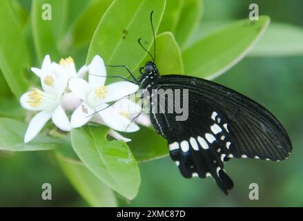 Papilio Polytes ist ein Schmetterling, der schöne Farbmuster hat und in vielen asiatischen Ländern lebt, einschließlich Indonesien Stockfoto