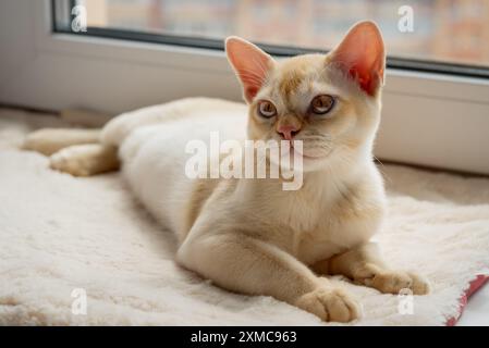 Burmesische rote Kätzchen, die auf der Fensterbank ruhen. Die Katze liegt auf einem Katzenbett am Fenster. Stockfoto