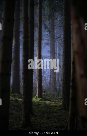 Blauer Nebel umhüllt einen Tannenwald bei Sonnenaufgang, mit leuchtendem grünem Moos, das den kühlen Nebel abhebt. Die Seitenleuchte hebt einen zentralen Tannenbaum hervor. Stockfoto