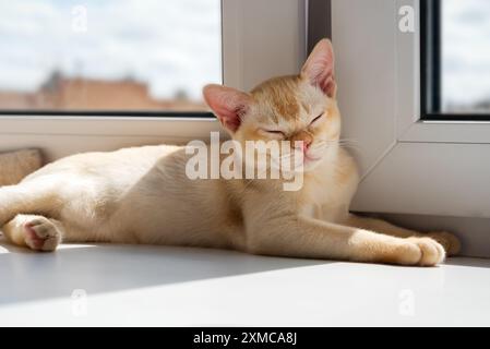 Burmesische rote Kätzchen, die auf der Fensterbank ruhen. Die Katze liegt auf einem Katzenbett am Fenster. Stockfoto