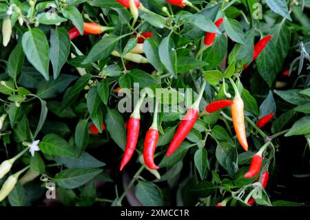 Kopenhagen/Dänemark/27. Juli 2024/ Rotes Chili zum Verkauf in Kopenhagen Dänemark. (Foto. Francis Joseph Dean/Dean Pictures) (nicht für kommerzielle Zwecke) Stockfoto