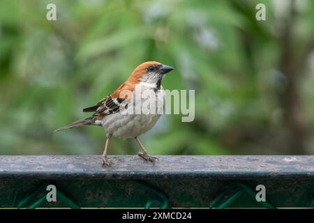 Rosafarbener Spatzen (Passer cinnamomeus), auch Zimt oder Zimtbaum Spatzen am Abbott Mount in Uttarakhand, Indien genannt Stockfoto