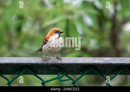 Rosafarbener Spatzen (Passer cinnamomeus), auch Zimt oder Zimtbaum Spatzen am Abbott Mount in Uttarakhand, Indien genannt Stockfoto