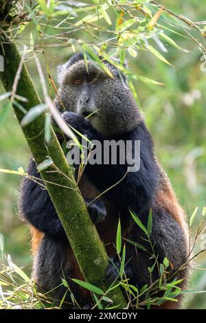 Ruanda, Volcanoes National Park. Goldener Affe (Cercopithecus kandti) in einem typischen Bambuswald-Lebensraum. Stockfoto