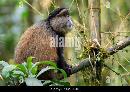 Ruanda, Volcanoes National Park. Goldener Affe (Cercopithecus kandti) in einem typischen Bambuswald-Lebensraum. Stockfoto