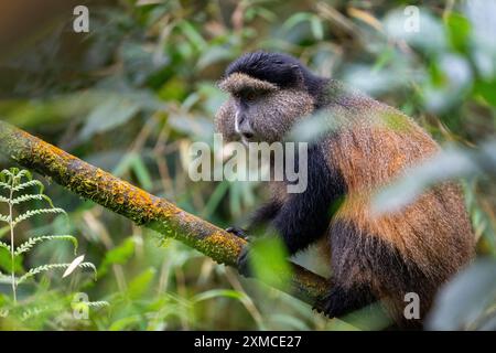 Ruanda, Volcanoes National Park. Goldener Affe (Cercopithecus kandti) in einem typischen Bambuswald-Lebensraum. Stockfoto