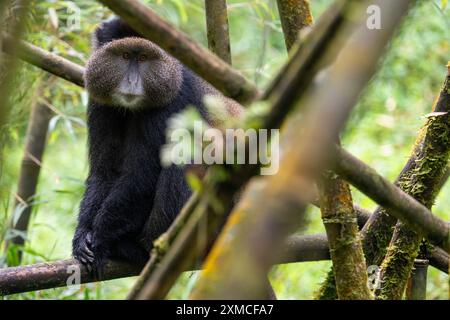 Ruanda, Volcanoes National Park. Goldener Affe (Cercopithecus kandti) in einem typischen Bambuswald-Lebensraum. Stockfoto