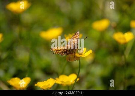 Eine Glanville Fritillary (Melitaea cinxia), die sich auf einer gelben Blume niederließ. Stockfoto