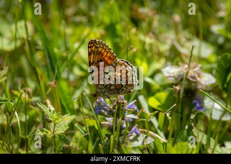 Ein Knapweed Fritillary Schmetterling (Melitaea phoebe) auf violetten Blüten im grünen Gras. Stockfoto