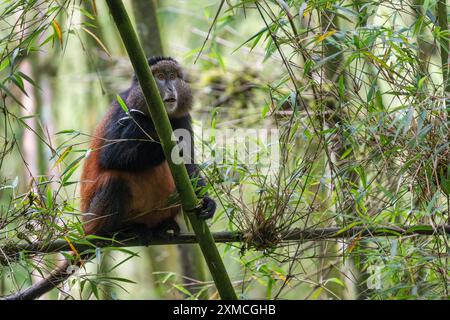 Ruanda, Volcanoes National Park. Goldener Affe (Cercopithecus kandti) in einem typischen Bambuswald-Lebensraum. Stockfoto