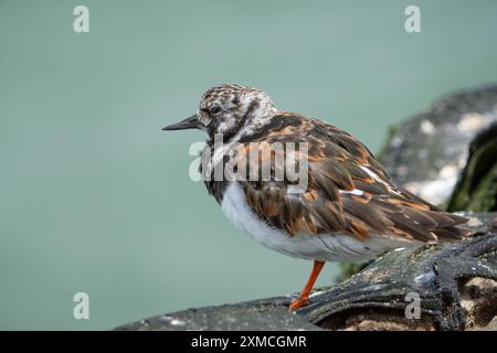 Turnstone ( Arenaria interpres), Southend-on-Sea, Essex, England, Großbritannien. Stockfoto