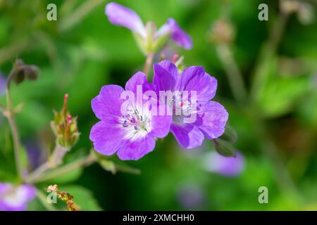 Schöne lila Blumen von Geranium sylvaticum, Nahaufnahme. Der Holzkranesbill, Waldgeranie. Wilde Blumen. Stockfoto