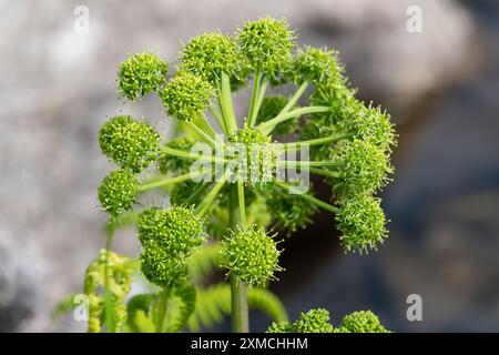 Angelica archangelica, angelica, Garten angelica, wilder Sellerie, norwegische angelica. Eine wunderschöne Pflanze. Stockfoto