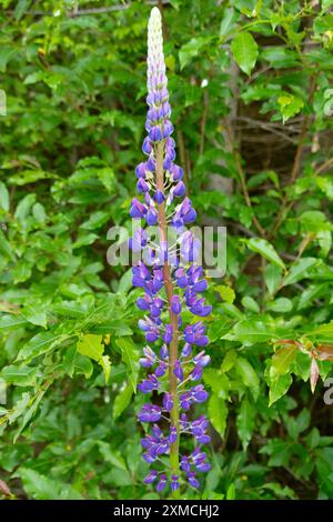 Schöne lila Blumen von Lupinus perennis, Nahaufnahme. Wilde mehrjährige Lupine, wilde Lupine, Sonnenuhr Lupine, blaue Lupine, indische Rüben, die Bonne des alten Dienstmädchens Stockfoto