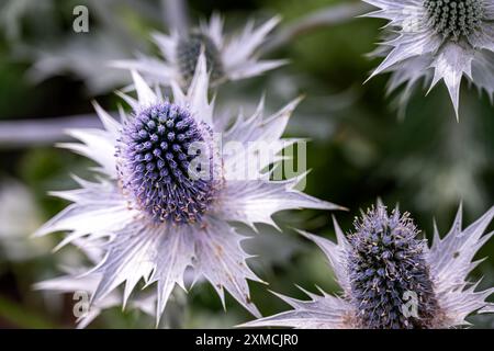 Nahaufnahme einer bläulich-silbrigen Eryngium planum-Blüte im Sommer Stockfoto