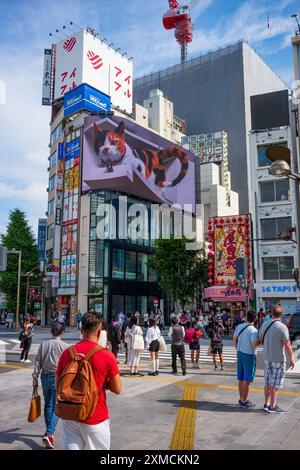 Tokio, Japan, 14. Juni 2024: Eine gigantische 3D-Katze erwacht auf einem 1.664 Quadratmeter großen, geschwungenen LED-Display mit 4K-Auflösung in der Nähe der geschäftigsten Eisenbahn der Stadt zum Leben Stockfoto