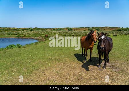 Nordseeinsel Langeoog, Frühsommer, Dünenlandschaft im Zentrum der Insel, Fahrerlager, Niedersachsen, Deutschland Stockfoto