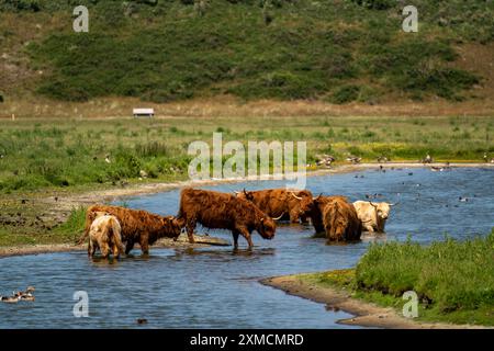 Nordseeinsel Langeoog, Frühsommer, Dünenlandschaft im Zentrum der Insel, Galloway-Rinder, Teich, Niedersachsen, Deutschland Stockfoto