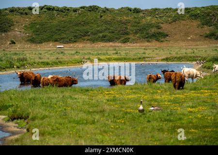 Nordseeinsel Langeoog, Frühsommer, Dünenlandschaft im Zentrum der Insel, Galloway-Rinder, Teich, Niedersachsen, Deutschland Stockfoto