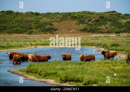 Nordseeinsel Langeoog, Frühsommer, Dünenlandschaft im Zentrum der Insel, Galloway-Rinder, Teich, Niedersachsen, Deutschland Stockfoto