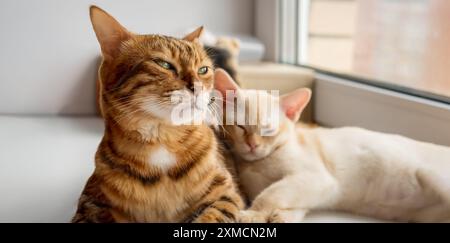 Die bengalische Katze und das burmesische Kätzchen liegen zusammen. Zwei Katzen ruhen nebeneinander am Fenster. Stockfoto