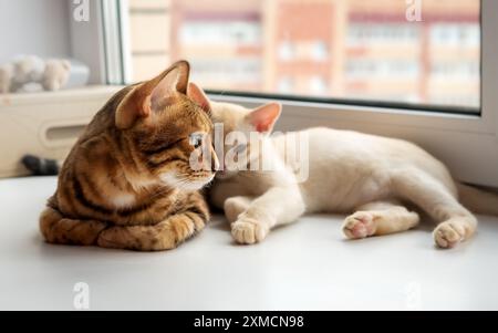 Die bengalische Katze und das burmesische Kätzchen liegen zusammen. Zwei Katzen ruhen nebeneinander am Fenster. Stockfoto