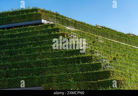 Größte grüne Fassade Europas, am Koe-Bogen II, Gebäude-, Einkaufs- und Bürogebäude am Gustav-Gruendgens-Platz, 8 Kilometer Hainbuche Stockfoto