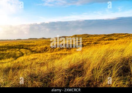 Nordseeinsel Spiekeroog, Ostfriesland, im Winter Sumpflandschaft, Dünen Stockfoto