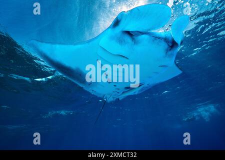 Mantarochen aus nächster Nähe in der mayotte Lagune im Indischen Ozean Stockfoto