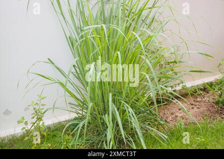 Zitronengraspflanze und Blätter im Bio-Garten Stockfoto