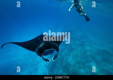 Mantarochen aus nächster Nähe in der mayotte Lagune im Indischen Ozean Stockfoto