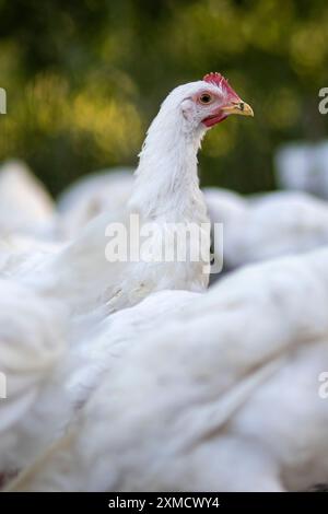 Weiße Hühner in einem Zaun verschwommener Hintergrund. Stockfoto