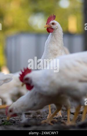 Weiße Hühner in einem Zaun verschwommener Hintergrund. Stockfoto