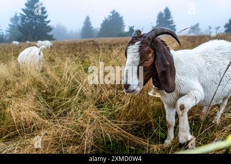 Die Hochheide auf dem Kahler Asten, Berg im Sauerland, im Herbstnebel, Herde von Rindern, Schafen, Ziegen, Winterberg, Nordrhein-Westfalen Stockfoto