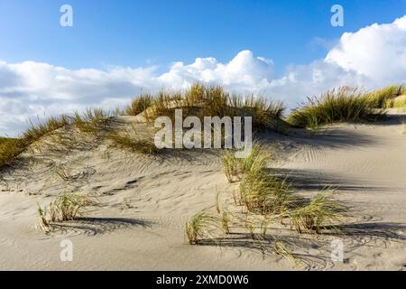 Nordsee, Insel Spiekeroog, Herbst, Dünenlandschaft im Osten der Insel, Ostfriesische Inseln, Niedersachsen, Deutschland Stockfoto