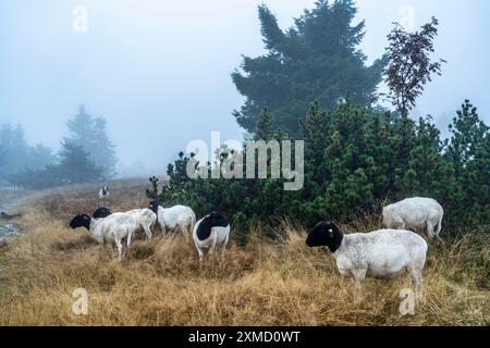 Die Hochheide auf dem Kahler Asten, Berg im Sauerland, im Herbstnebel, Herde von Rindern, Schafen, Ziegen, Winterberg, Nordrhein-Westfalen Stockfoto