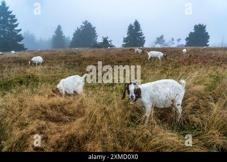 Die Hochheide auf dem Kahler Asten, Berg im Sauerland, im Herbstnebel, Herde von Rindern, Schafen, Ziegen, Winterberg, Nordrhein-Westfalen Stockfoto