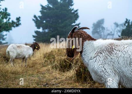 Die Hochheide auf dem Kahler Asten, Berg im Sauerland, im Herbstnebel, Herde von Rindern, Schafen, Ziegen, Winterberg, Nordrhein-Westfalen Stockfoto