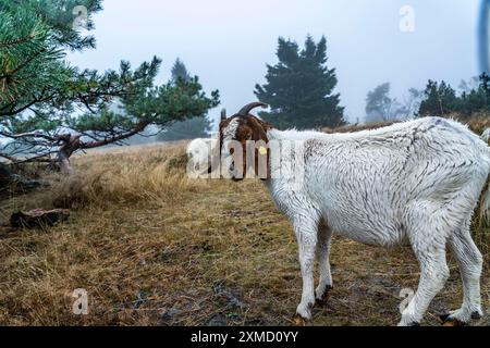 Die Hochheide auf dem Kahler Asten, Berg im Sauerland, im Herbstnebel, Herde von Rindern, Schafen, Ziegen, Winterberg, Nordrhein-Westfalen Stockfoto