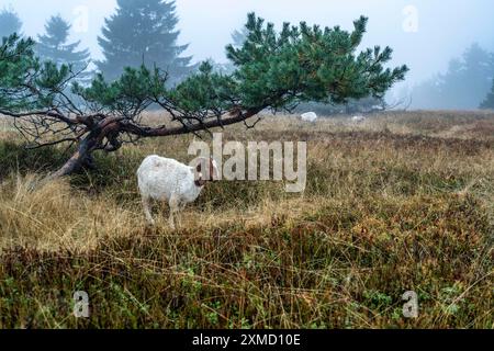 Die Hochheide auf dem Kahler Asten, Berg im Sauerland, im Herbstnebel, Herde von Rindern, Schafen, Ziegen, Winterberg, Nordrhein-Westfalen Stockfoto