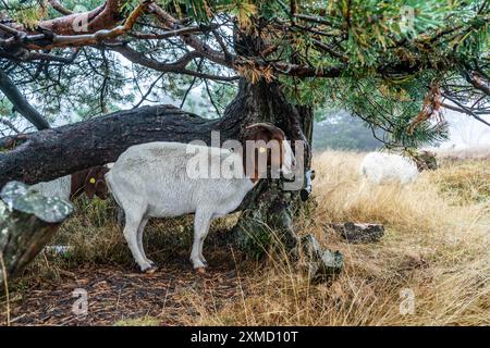 Die Hochheide auf dem Kahler Asten, Berg im Sauerland, im Herbstnebel, Herde von Rindern, Schafen, Ziegen, Winterberg, Nordrhein-Westfalen Stockfoto