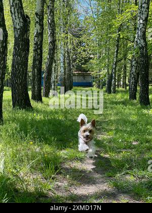 Biewer Terrier Walk im Sommerpark Stockfoto