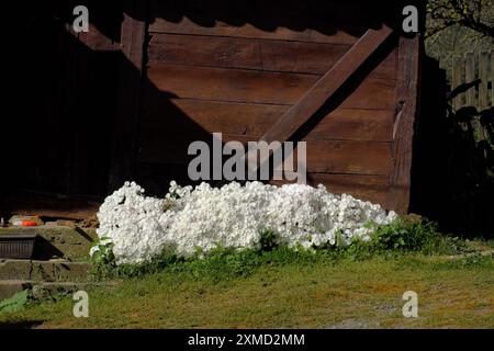 Wunderbares Blumenbeet blüht im Dorf Donja Crnuca, Sumadija, Zentralserbien Stockfoto