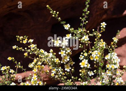 Wildblumen blühen im Frühling in der roten Felsenwüste – Arches National Park, Utah, USA Stockfoto