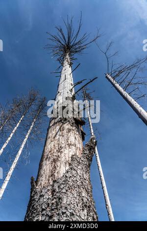 Tote Fichten im Arnsberger Wald bei Hirschberg, Landkreis Soest, die durch starken Rindenkäfer-Befall in Nordrhein-Westfalen gestorben sind Stockfoto