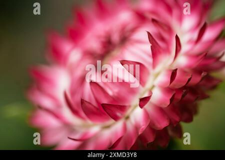 Strohblume (Helichrysum bracteatum) im Garten Stockfoto