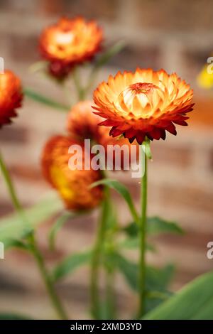 Strohblume (Helichrysum bracteatum) im Garten Stockfoto