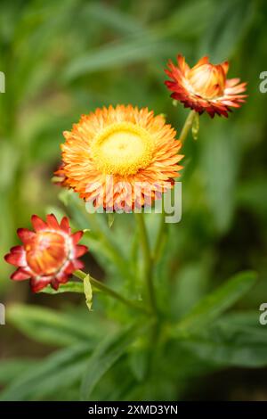 Strohblume (Helichrysum bracteatum) im Garten Stockfoto