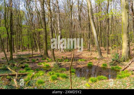 Der Sterkrader Wald in Oberhausen, am Autobahndreieck Oberhausen, wo die A2/A3A/A516 aufeinander treffen, soll auf 11 Hektar Wald erweitert werden Stockfoto